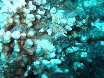 Diving around Maui